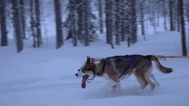 Lead sled dogs pulling a sledge, in a forest in Lapland, Finland, at dusk