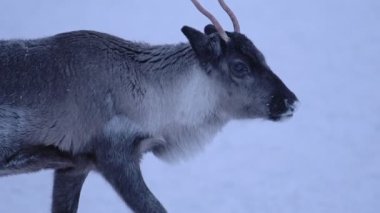 Young reindeer walking on snow capped land in Lapland, Finland