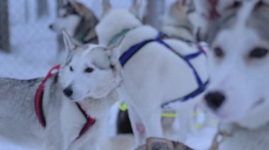 A Pack Of Siberian Husky With A Colorful Harness In The Region Of Lapland, Finland. -close up shot