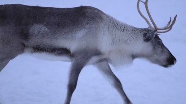 A Large Caribou Slowly Walking On A Ground Full Of Snow In Finland - Wide shot