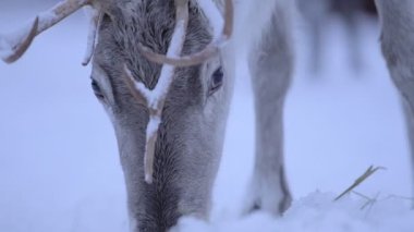 A Reindeer Eating Grass In The Snow In Lapland, Finland On A Cold Winter - Closeup Slow Motion Shot