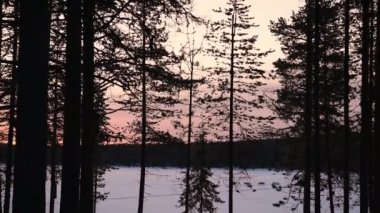 Landscape view of sled dogs pulling a sledge, behind some trees, in Lapland, Finland, at sunset