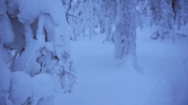 Detail of a frozen tree branch in a snow capped forest, in Lapland, Finland, on a moody day