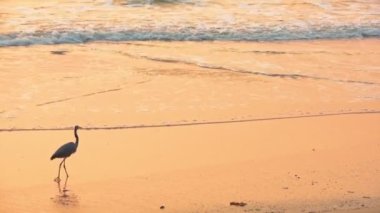 A Western Reef Heron Walking Alone In the Coast Of Galgibag Beach, South Goa, India. -wide shot