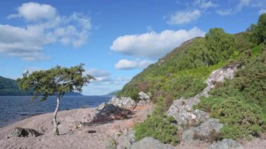Lonely tree on near the shoreline of Loch Ness, Scotland, on a sunny day