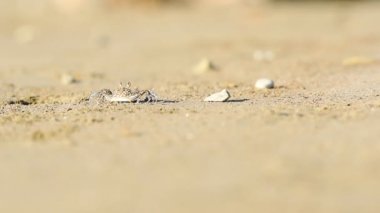 Small crab running away fast, on a sandy beach in Costa Rica