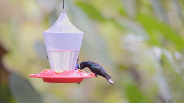 Flock Velvet Purple Coronet Hummingbirds Resting Hanging Bird Feeder Cloud — Stock Video