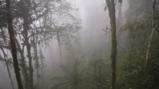 Cloud Forest Ecuador Morning Fresh Beautiful View Medium Shot — Stockvideo