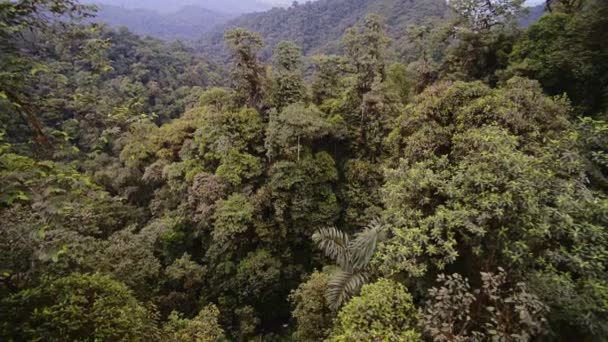 Panoramic Landscape View Lush Vegetation Cloud Forest Ecuador — 비디오