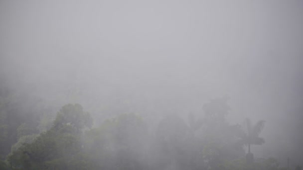 Fog Moving Lush Vegetation Cloud Forest Ecuador Moody Day — Stok Video