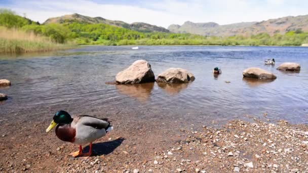 Couple Mallard Ducks Standing Preening Feathers Rocky Shore Lake District — Stok video