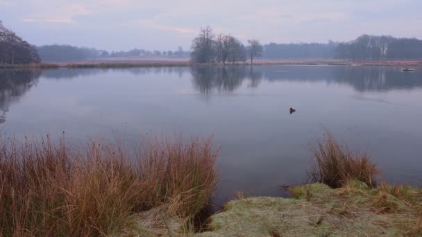 Mallard Duck Swimming Pond One Early Morning Richmond Park London — Videoclip de stoc