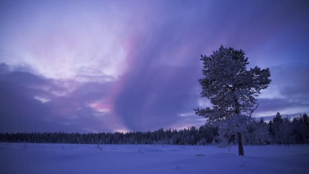 Magical Snow White Landscape Lapland Finland Purple Sky Wide Shot — Stock Video