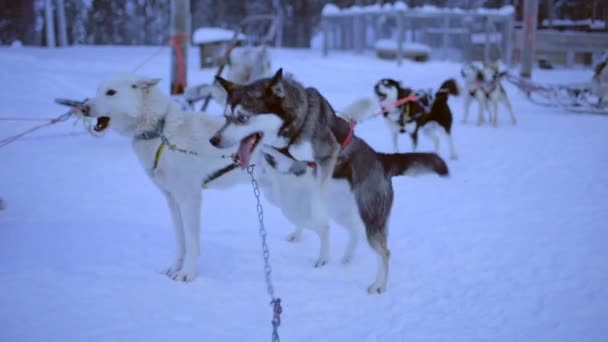 Sled Dogs Jumping Barking Eager Start Pulling Sleigh Lapland Finland — Stok video