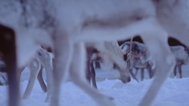 Herd Cairngorm Reindeer Walking Eating Snow Lapland Region Wide Shot — Vídeo de Stock