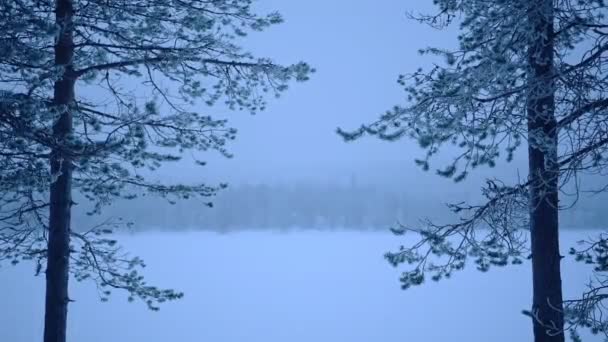 Forest Landscape View Frost Trees Lapland Finland Moody Day — Stockvideo
