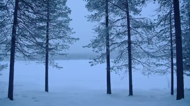 Forest Landscape View Frost Trees Lapland Finland Moody Day — Stock Video