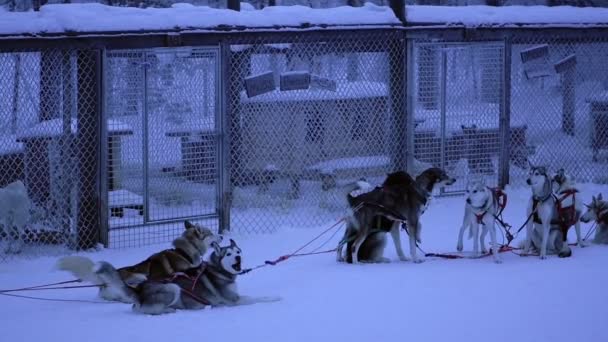 Slow Motion Sled Dogs Eager Start Pulling Sleigh Lapland Finland — 图库视频影像