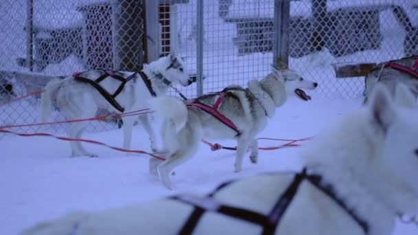 Slow Motion Sled Dog Impatient Start Pulling Sleigh Lapland Finland — Αρχείο Βίντεο