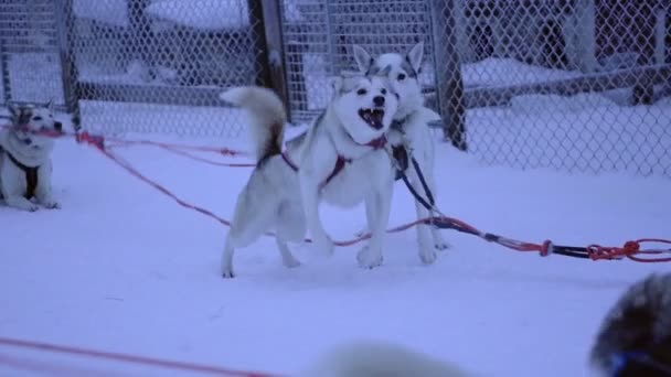 Sled Siberian Husky Dogs Jumping Barking Eager Start Pulling Sleigh — Stock videók