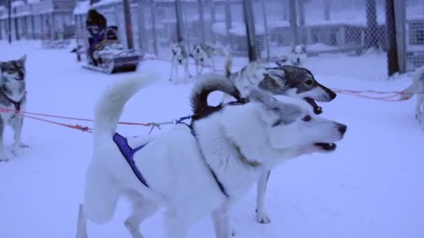 Beautiful Husky Babies Ready Sledding Adventure Snow Slowmo — Video Stock