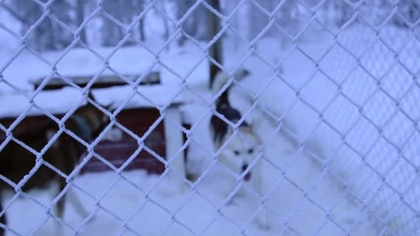 Husky Dog Running Steel Matting Fence Snow Lapland Finland Cold — Stockvideo