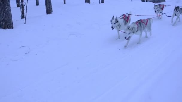 Pack Siberian Husky Pulling Sled Series Colorful Ropes Lapland Region — Stock videók