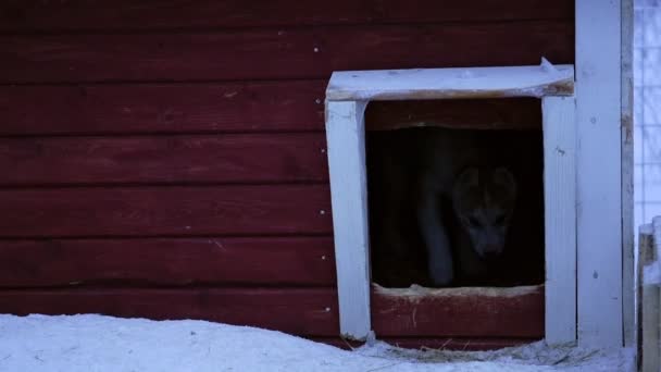 Siberian Husky Puppy Sitting Looking Red Doghouse Snowy Day Lapland — Stok video