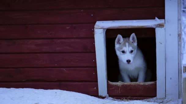 Puppy Siberian Husky Breed Going Out His Small Dog House — Stok video