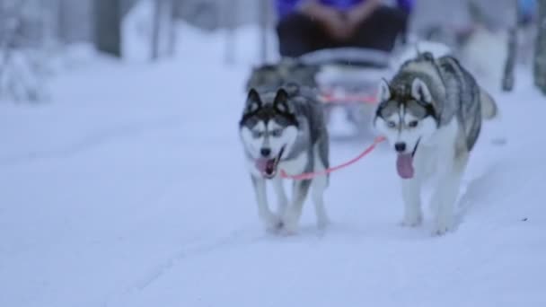 Huskies Pulling Sled Snow Lapland Finland Slowmo — Video