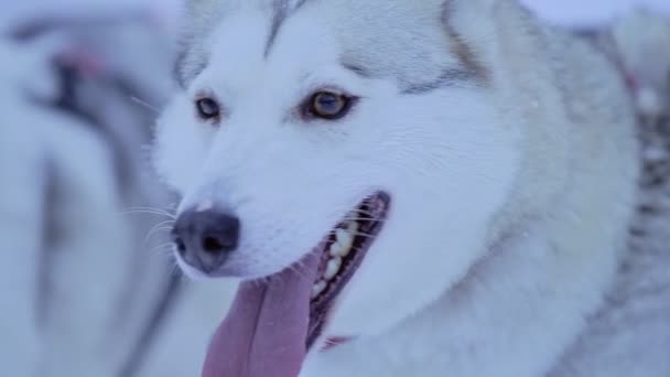 Brown Siberian Husky Red Collar Turning His Head Region Lapland — Vídeo de Stock