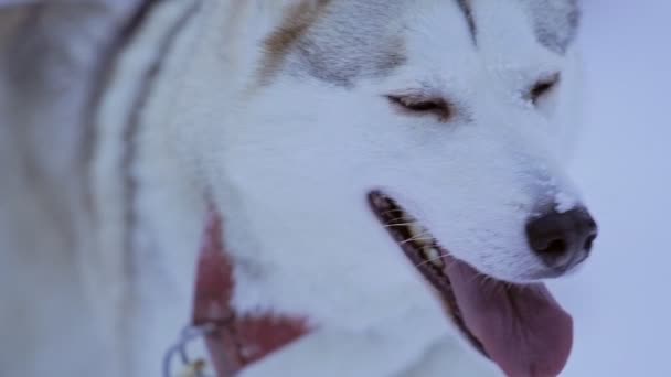 Adorable Friendly Looking White Siberian Husky Licking Its Nose Winter — Vídeo de Stock