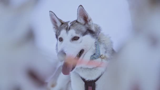 Sled Dog Waiting Start Pulling Sleigh Lapland Finland — Stockvideo