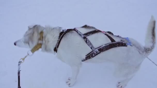 Gray Siberian Husky Strapped Colorful Ropes Shaking His Body Wilderness — Videoclip de stoc