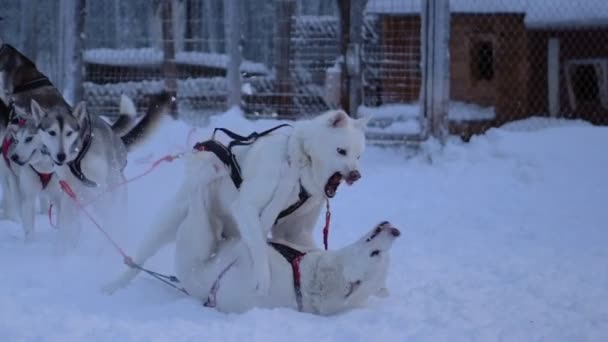 Pair Siberian Husky Fighting Snow House Region Lapland Finland Medium — стоковое видео