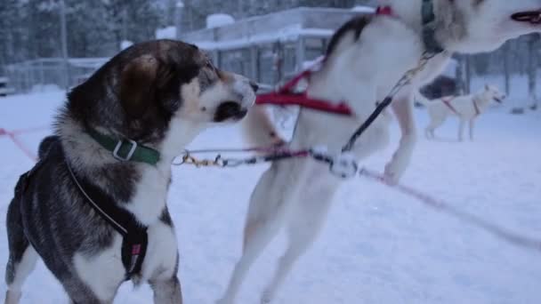 Slow Motion Sled Dog Jumping Eager Start Pulling Sleigh Lapland — Αρχείο Βίντεο