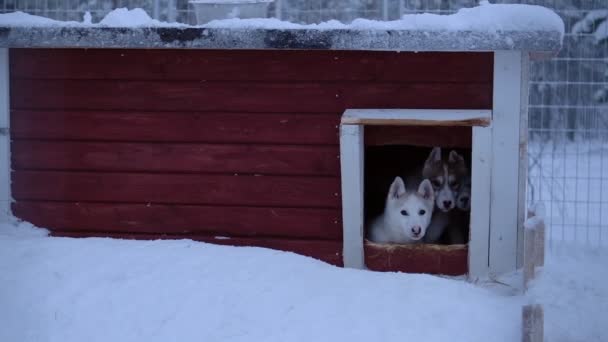 Family Gray Siberian Husky Running Out Red Dog House Lapland — Stok video