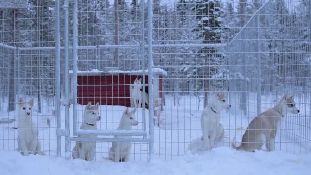 Pack Siberian Husky White Metal Fence Cage Snow Environment Medium — Vídeos de Stock