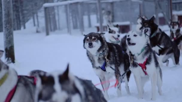 Group Siberian Huskies Tied One Another Running Field Full Snow — Video Stock