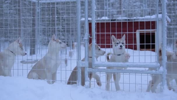Puppies Siberian Husky Breed Steeled Fence Cage Lapland Region Finland — Video Stock