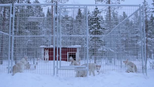 Siberian Husky Puppies Fence Snow Capped Forest Lapland Finland — стоковое видео