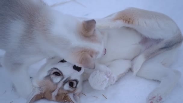 Siberian Husky Puppies Playing Snow Lapland Finland — Vídeo de Stock