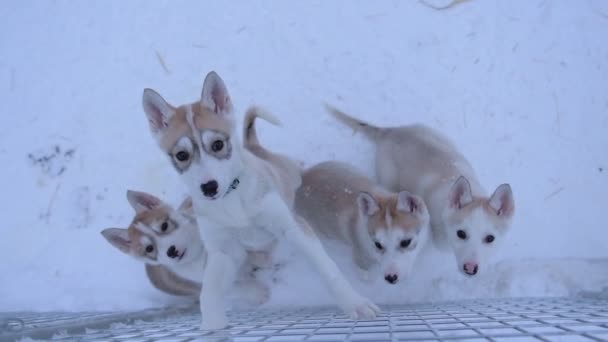 Alaskan Husky Puppies Snowy Cage Lapland Finland Looking Camera Winter — Vídeo de Stock