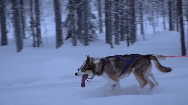 Lead Sled Dogs Pulling Sledge Forest Lapland Finland Dusk — Vídeo de Stock