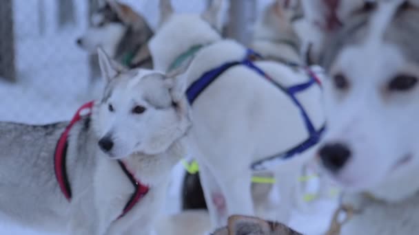 Pack Siberian Husky Colorful Harness Region Lapland Finland Close Shot — Vídeo de Stock