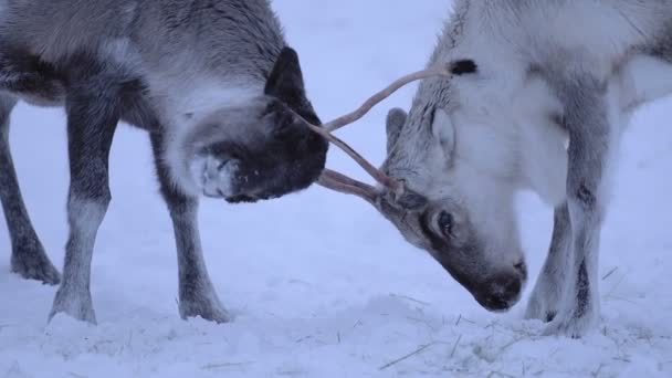 Reindeer Clashing Antlers Snowy Lapland Finland Slow Motion Closeup Shot — Stock video