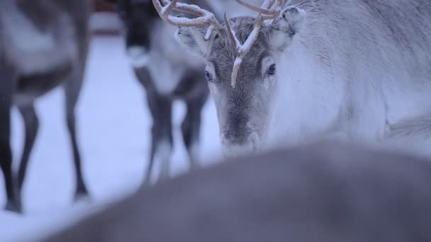 Cold Sad Looking Face Caribou Winter Season Finland Close Shot — Stockvideo