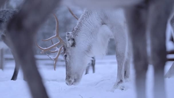 Caribou Finland Covered Snow Slowly Moving Its Head Close Shot — Stock Video