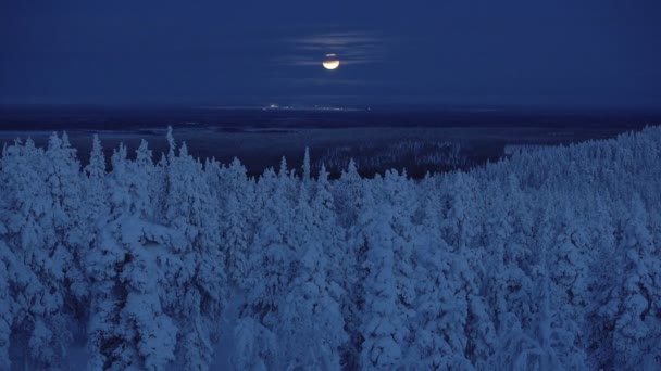 Stunning Attraction Frosted Pine Trees Illuminated Bythe Beautiful Moon Night — Video