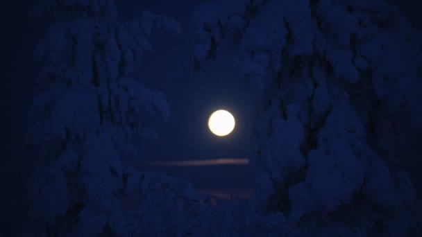 View Full Moon Some Snow Capped Trees Night Moonlight — Stockvideo